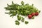 Edible green cilantro branches with dill and round red radish on white background