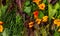 Edible greenery and orange flowers nasturtium. top view.