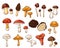 Edible and inedible mushrooms collection in cartoon style. Hand drawn forest plants drawings. Perfect for recipe, menu