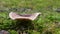 Edible and large mushroom Russula Acrifolia on green forest moss.