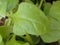 The edible leaf of the spinach or Spinacia oleracea, green, large, heart-shaped that grows spirally on the stems.