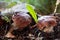 Edible mashrooms, fresh and natural cep in the autumn forest