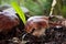 Edible mashrooms, fresh and natural cep in the autumn forest