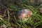 Edible mashrooms, fresh and natural cep in the autumn grass