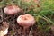 Edible mashrooms, fresh and natural coral milky cap in the autumn forest