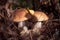 Edible mashrooms, fresh and natural rough boletus in the autumn forest