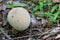 Edible medicinal mushroom raincoat Lycoperdon perlatum close up in the natural environment.