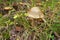 Edible milk mushrooms growing in the forest