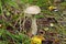 Edible milk mushrooms growing in the forest