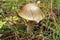 Edible milk mushrooms growing in the forest