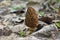 Edible morel mushrooms in the spring forest.