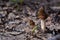 Edible morel mushrooms in the spring forest.