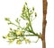 Edible moringa flower