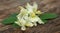 Edible moringa flower with green leaves