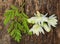 Edible moringa flower with green leaves