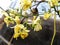 Edible moringa flower over blur background
