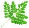 Edible moringa leaves