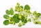 Edible moringa leaves on white background