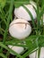 Edible mushroom Agaricus arvensis under spruce. Known as horse mushroom, wild white mushrooms growing in the needles.