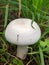 Edible mushroom Agaricus arvensis under spruce. Known as horse mushroom, wild white mushrooms growing in the needles.