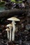 Edible mushroom Agrocybe praecox in the beech forest. Known as Spring Fieldcap.