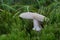 Edible mushroom Amanita excelsa growing in the moss in the wet spruce forest.