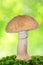 Edible mushroom - Amanita rubescens