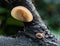 Edible mushroom Auricularia auricula-judae aka Judas or Jelly Ear. In habitat.