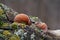 Edible mushroom Auricularia auricula-judae in the floodplain forest.