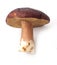Edible mushroom Boletus Edulis isolated on white
