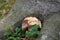 Edible mushroom Boletus pinophilus in the beech forest. Known as pine bolete or pinewood king bolete.