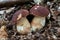 Edible mushroom Boletus pinophilus in the beech forest. Known as pine bolete or pinewood king bolete.