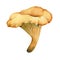 Edible mushroom, bright orange chanterelle mushroom, watercolor illustration