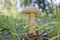 Edible mushroom Brown cap boletus Leccinum scabrum with a brown cap among the grass in a summer forest. Harvesting mushroom