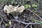 Edible mushroom bunch grown in the forest under the leaves