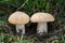 Edible mushroom Calocybe gambosa in the grass.