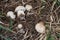 Edible mushroom Calocybe gambosa in the meadow, Known as St. George`s mushroom.