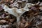 Edible mushroom Clitocybe nebularis in beech forest.