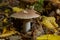 Edible mushroom Clitocybe nebularis in the beech forest. Known as Lepista nebularis, clouded agaric or cloud funnel. Wild