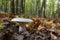 Edible mushroom Clitocybe nebularis in the beech forest. Known as Lepista nebularis, clouded agaric or cloud funnel. Wild