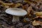 Edible mushroom Clitocybe nebularis in the beech forest. Known as Lepista nebularis, clouded agaric or cloud funnel. Wild