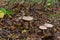 Edible mushroom Clitocybe nebularis in the beech forest. Known as Lepista nebularis, clouded agaric or cloud funnel. Wild