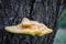 Edible mushroom commonly known as Chicken of woods