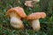 Edible mushroom Cuphophyllus pratensis in the grass. Known as Meadow Waxcap, meadow waxy cap or salmon waxy cap.