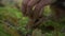 edible mushroom cut with knife at the root in the forest, close up view