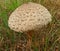 This edible mushroom is decorated with wood