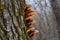 Edible mushroom Flammulina velutipes on the tree. Known as Velvet Foot, Velvet shank or Enoki Mushroom.