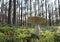 Edible mushroom in the forest on a sunny day