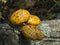 Edible mushroom, the Golden cheshuichatoe Pholiota aurivella