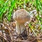 Edible mushroom Golovach oblong lat. Calvatia excipuliformis